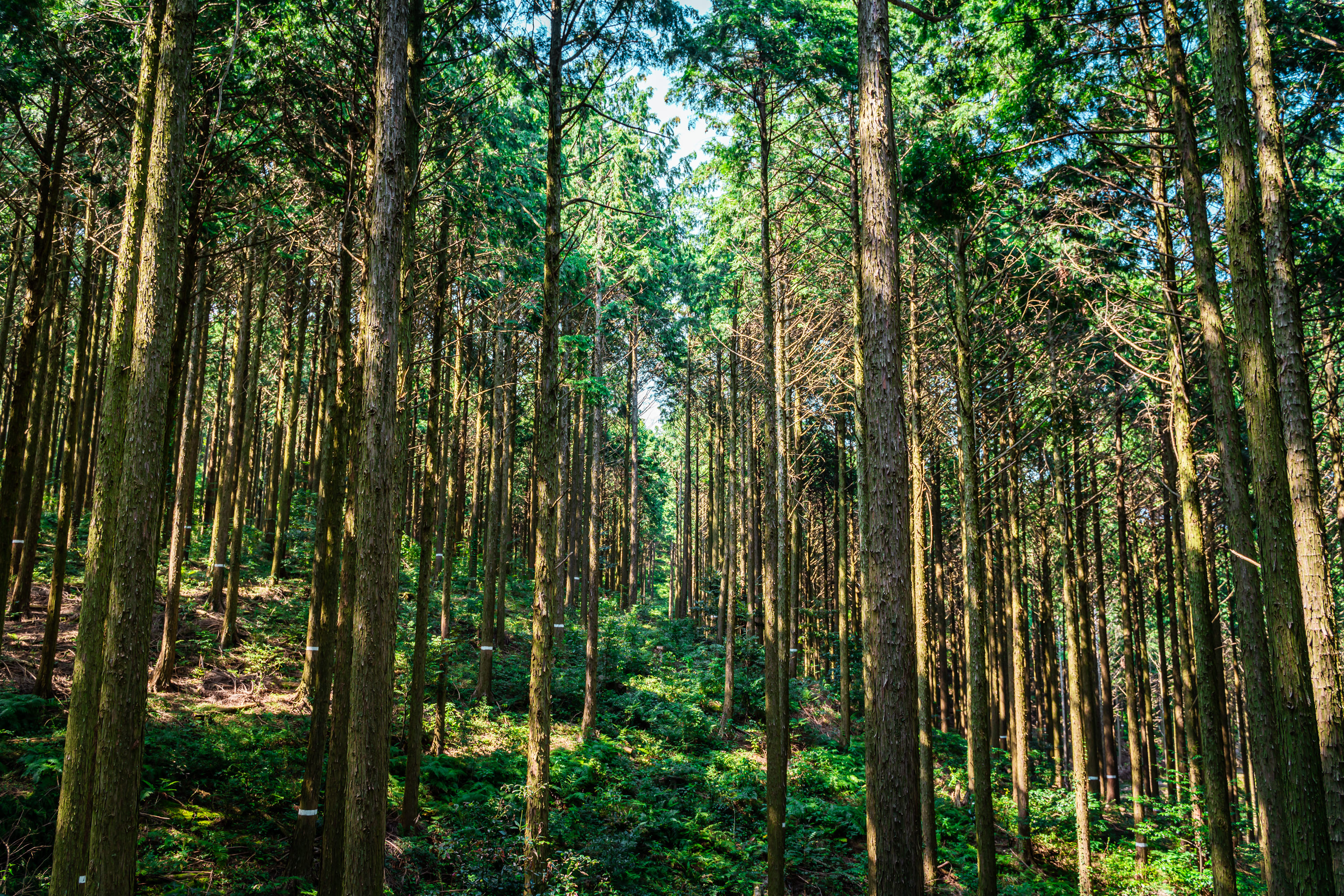 ROOT office furniture